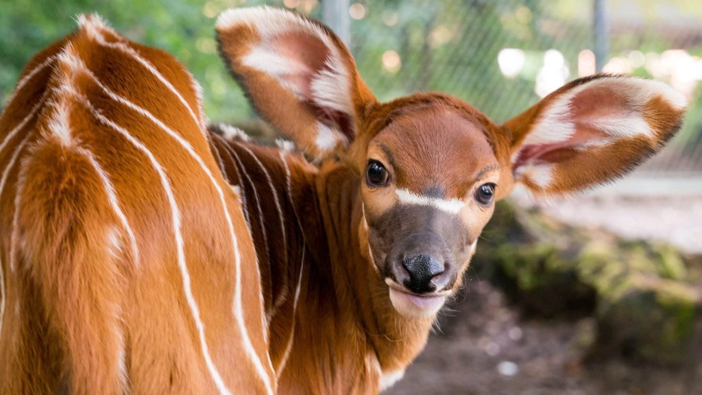 Alsace : un bongo, espèce en danger d’extinction, naît à Mulhouse