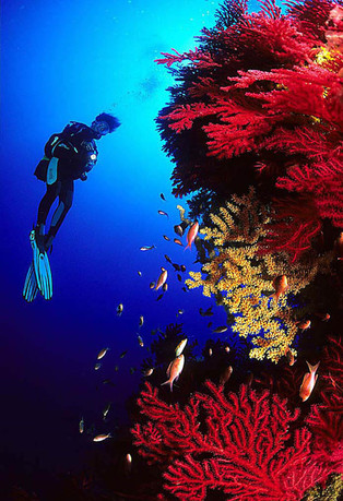 Georges Antoni préserve les océans grâce à ses images sous-marines