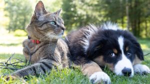 Un chat tigré et gris et u chien sont allongés dans l'herbe