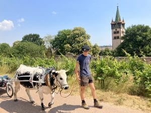 Corentin marche 700kms avec sa vache contre le cancer du sein