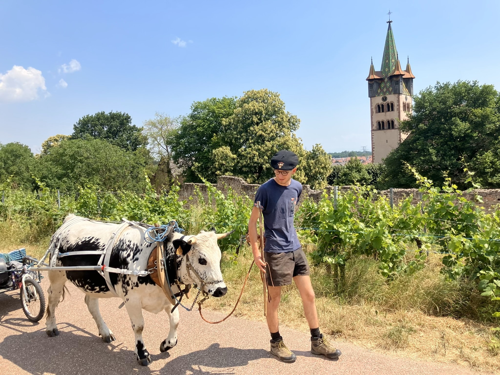 Corentin marche 700kms avec sa vache contre le cancer du sein