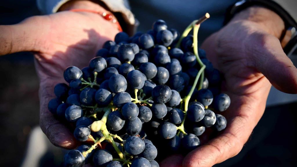 Bourgogne : Mobiviti facilite la mobilité des vendangeurs