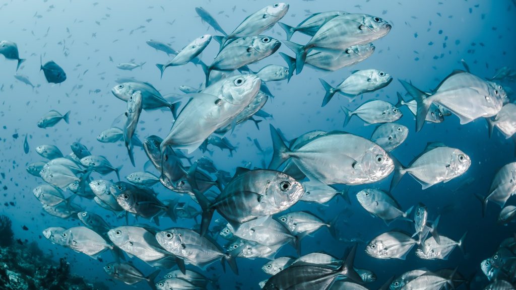 Comment mieux protéger le milieu marin de la pollution sonore ?