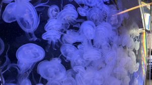 méduses aquarium de Banyuls