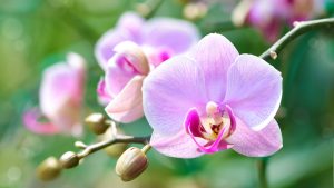 Une orchidée.