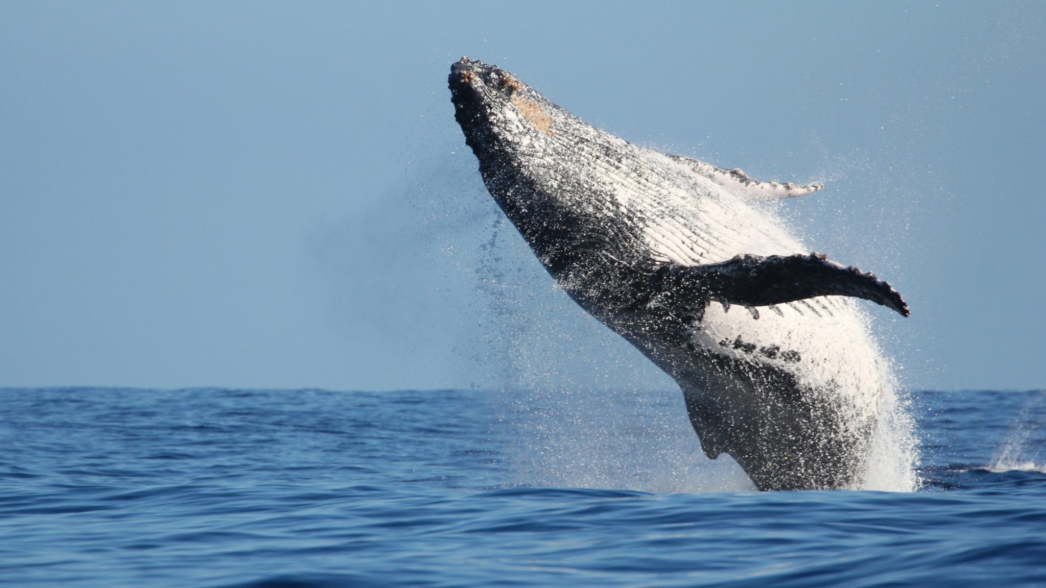 Impressionnant saut de baleine à l'île de la Réunion.