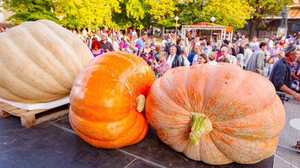 Vendée : on était aux championnats de France de légumes géants