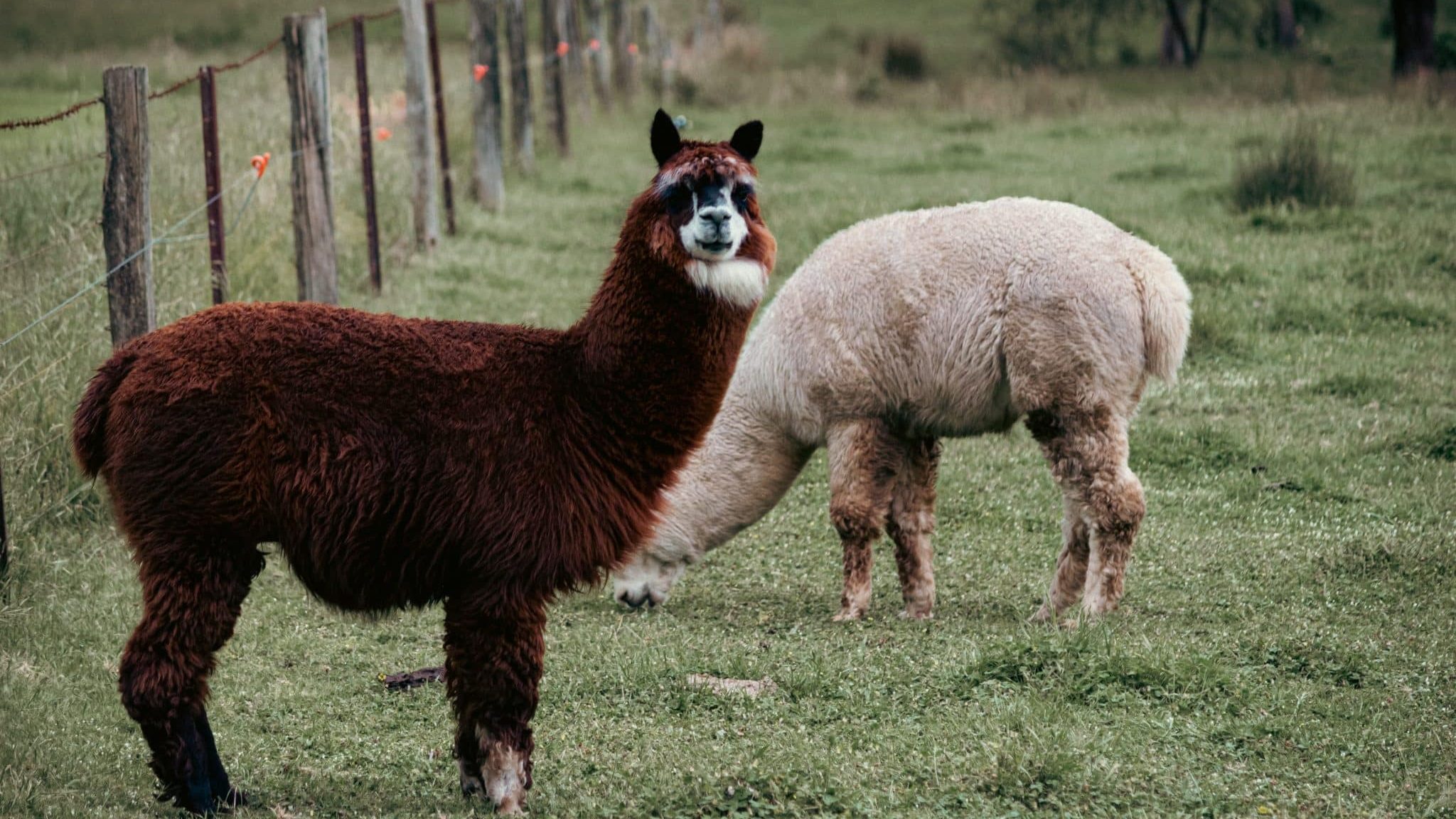 Une ferme d'alpagas