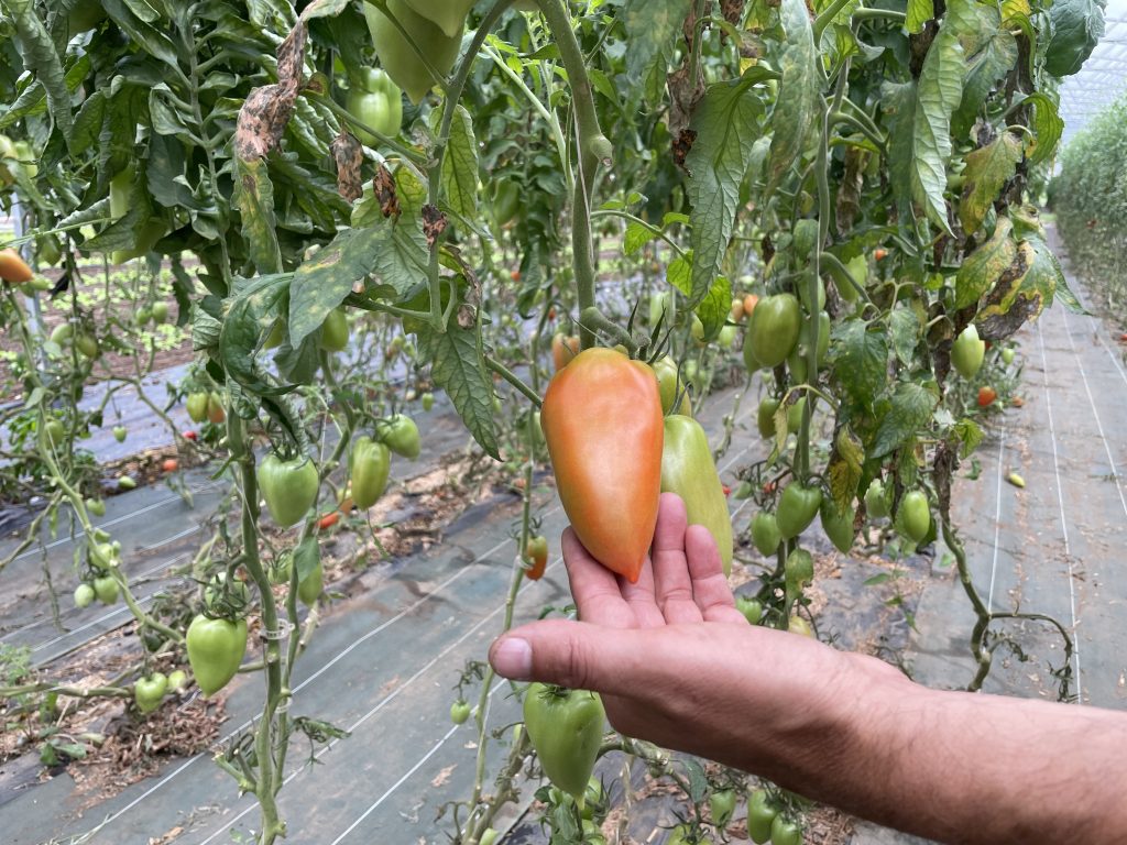 Une tomate dans un champ à la ferme de Gally.