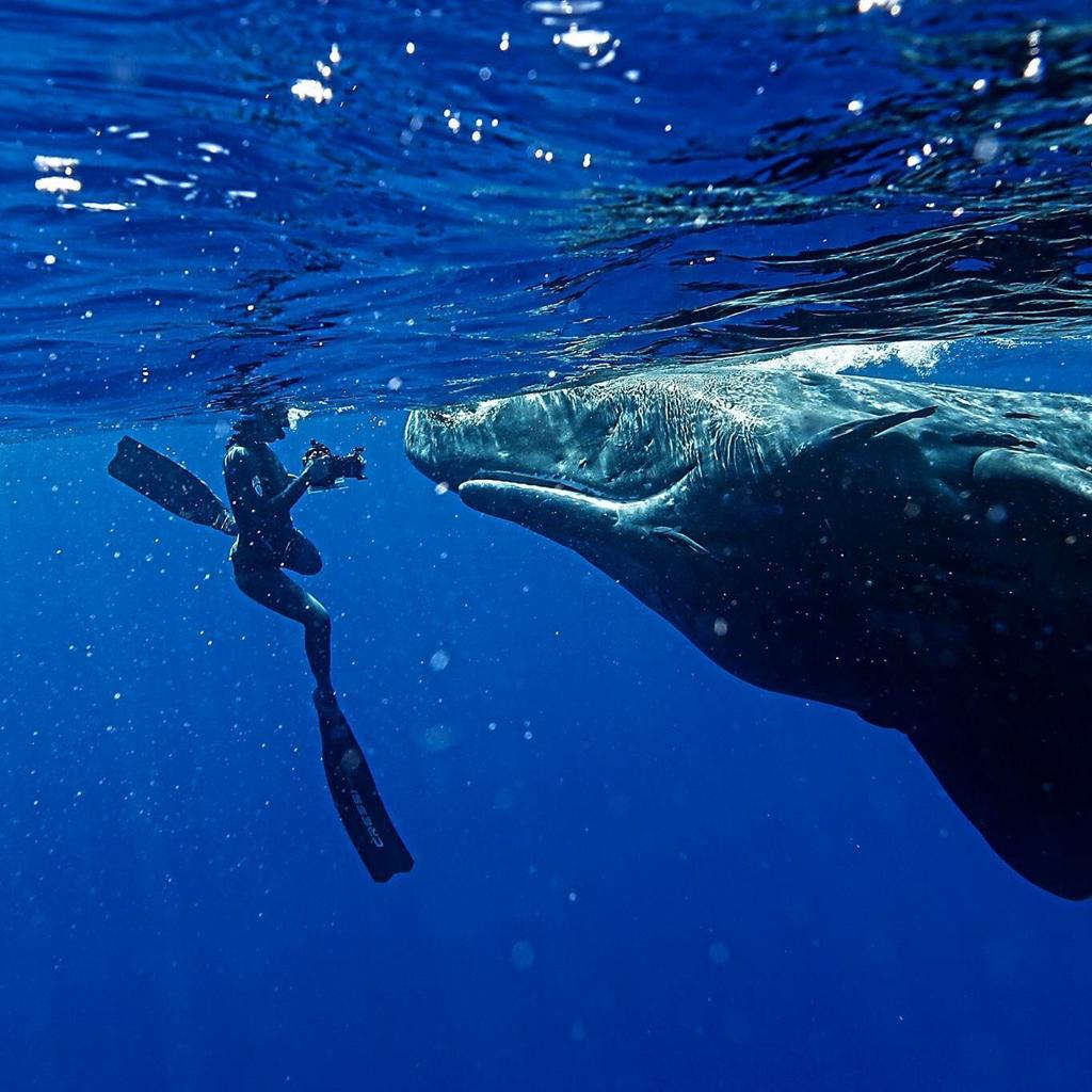 Julie Gautier filme un mammifère marin sous l'eau