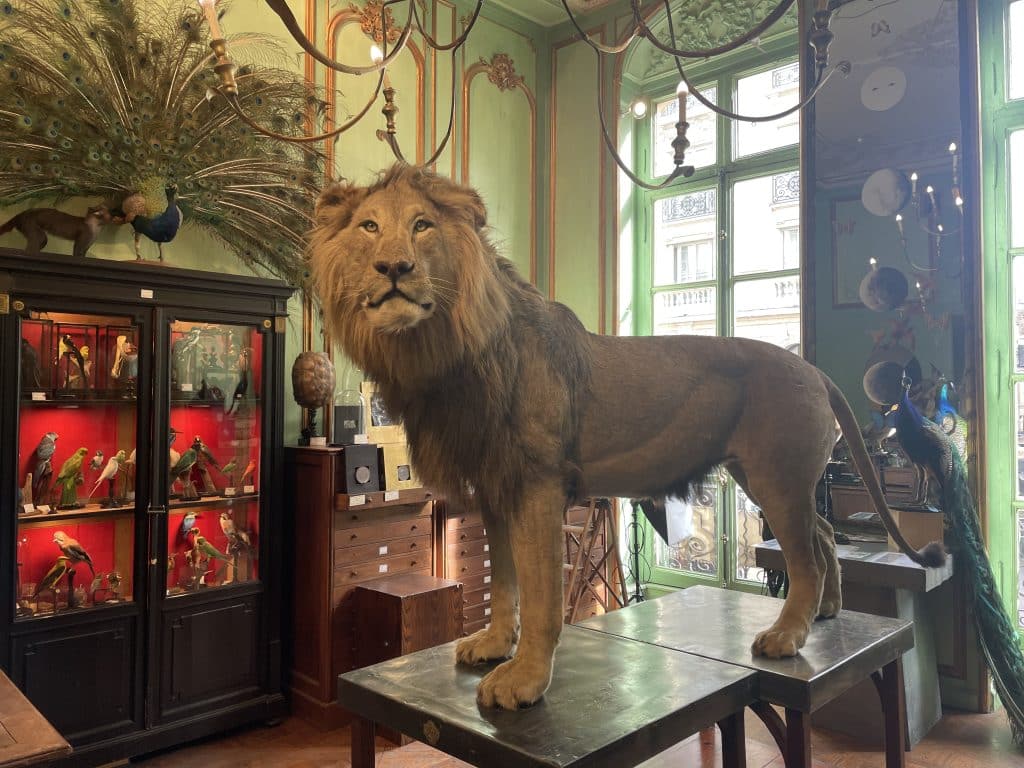 Un lion à la maison Deyrolle à Paris.