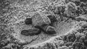 Les tortues marines choisissent les plages françaises pour leur nid