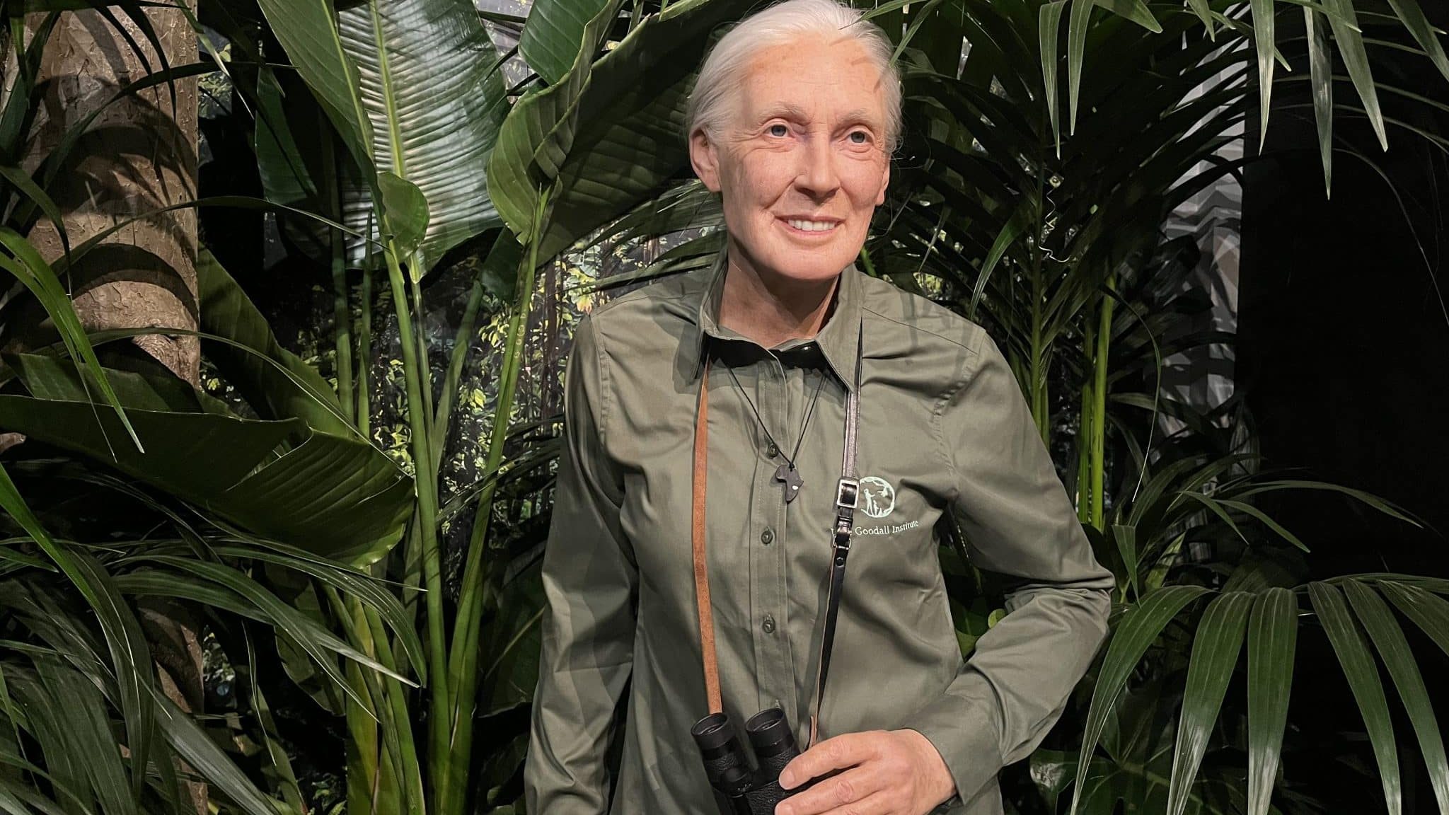Musée Grévin : qui est la primatologue Jane Goodall ?
