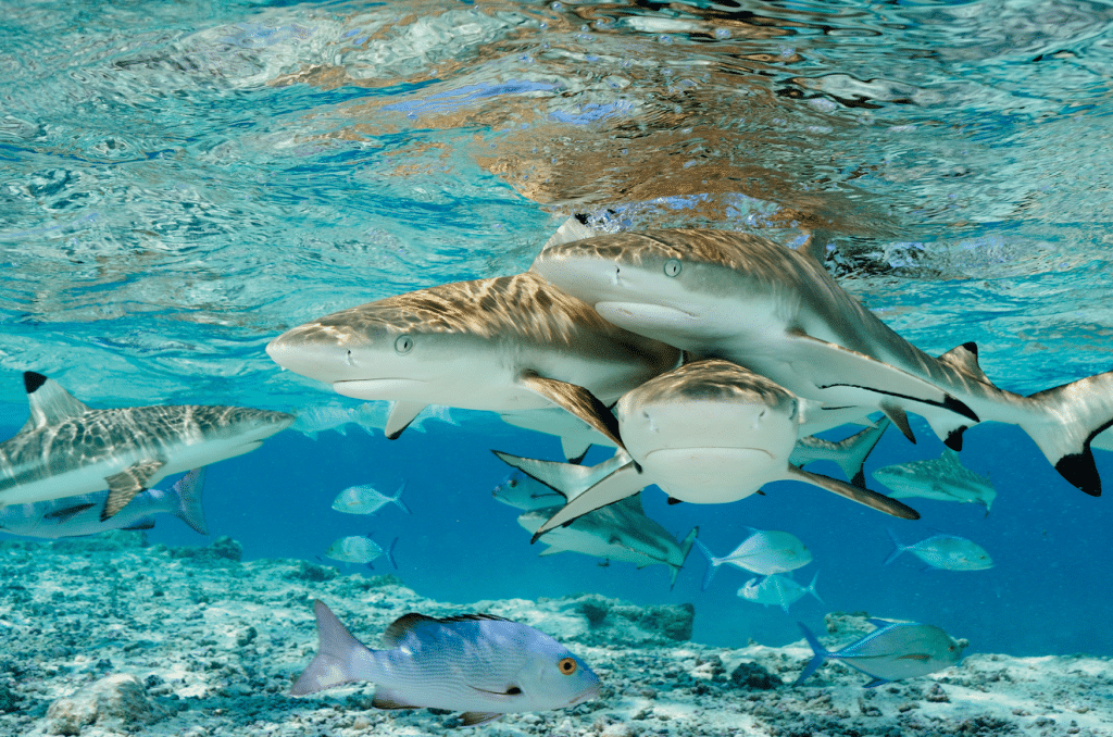 Des requins entourés de poisson dans l'océan.
