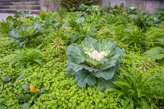 plants de légumes mairie de limoges
