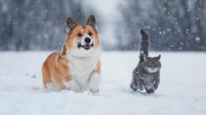 un chien et un chat dans le froid