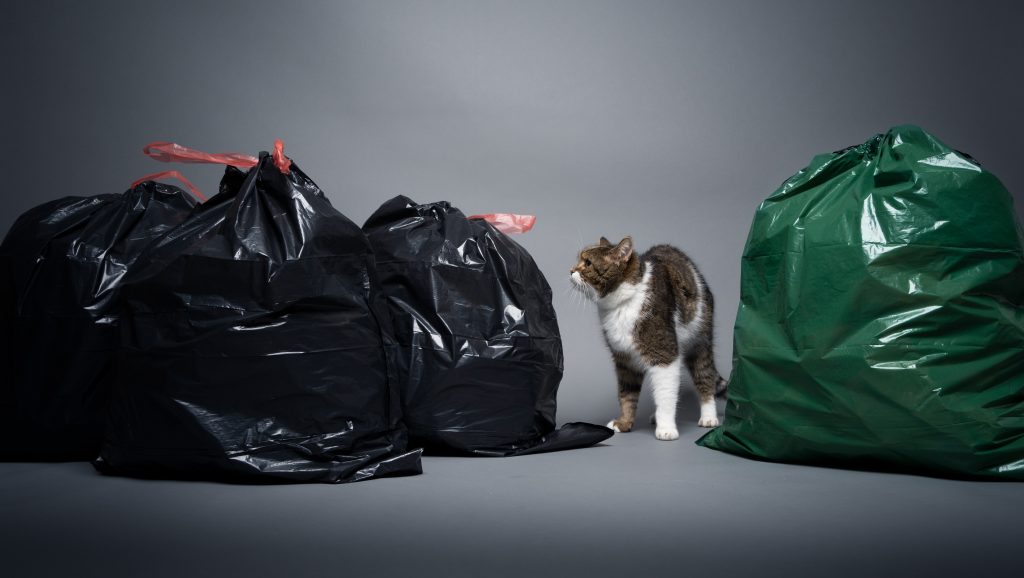Cats For Future sensibilise aux avantages de la litière végétale