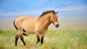 chevaux de Przewalski