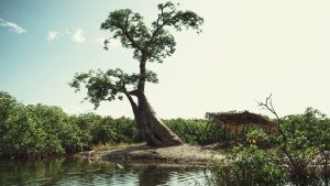 Photo d'un baobab au cœur d'une mangrove.