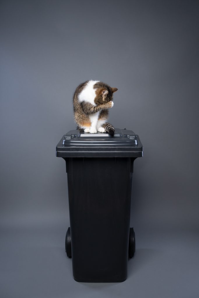 Cats For Future sensibilise aux avantages de la litière végétale