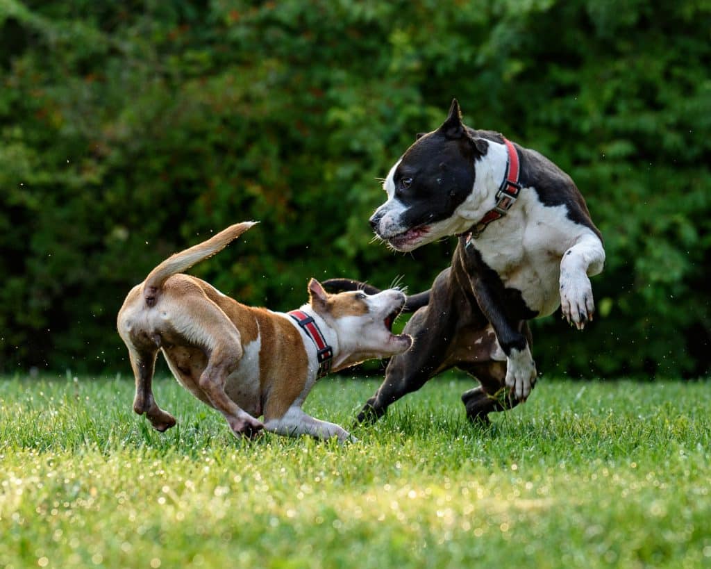 Deux chiens, type Pitbull jouent ensemble dans l'herbe.