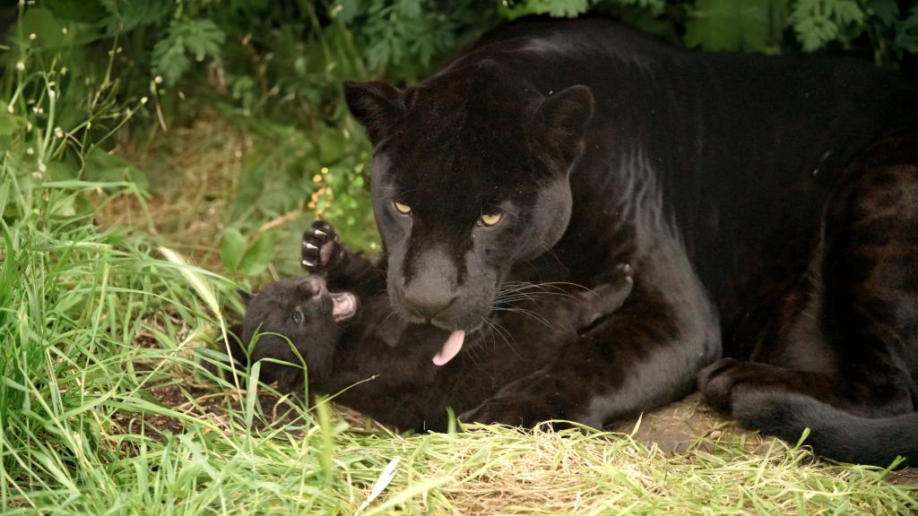 Paris : Parrot World sensibilise à la biodiversité par l’émerveillement
