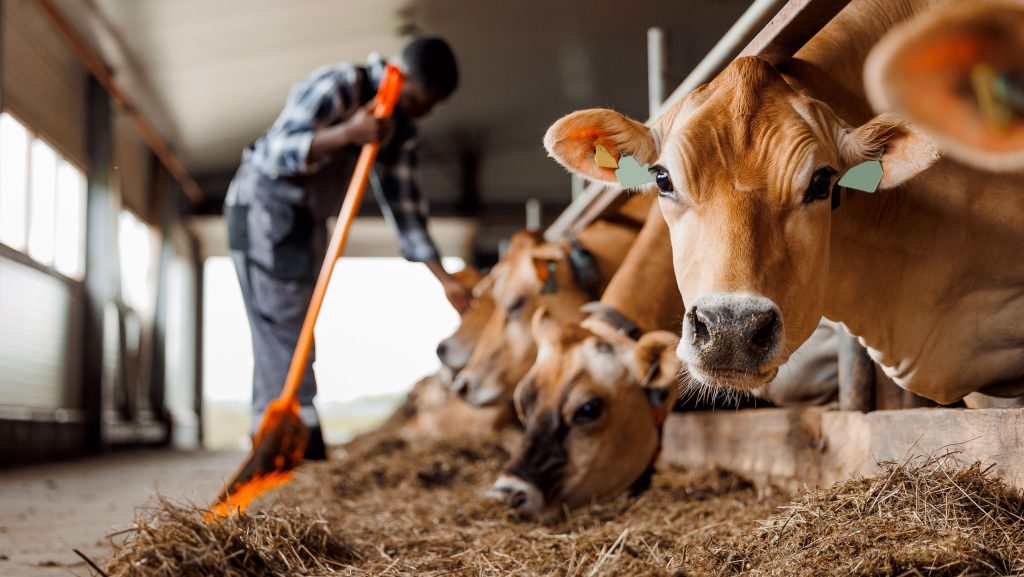 C’est qui le Patron ?! : 8 ans d’action au profit des producteurs