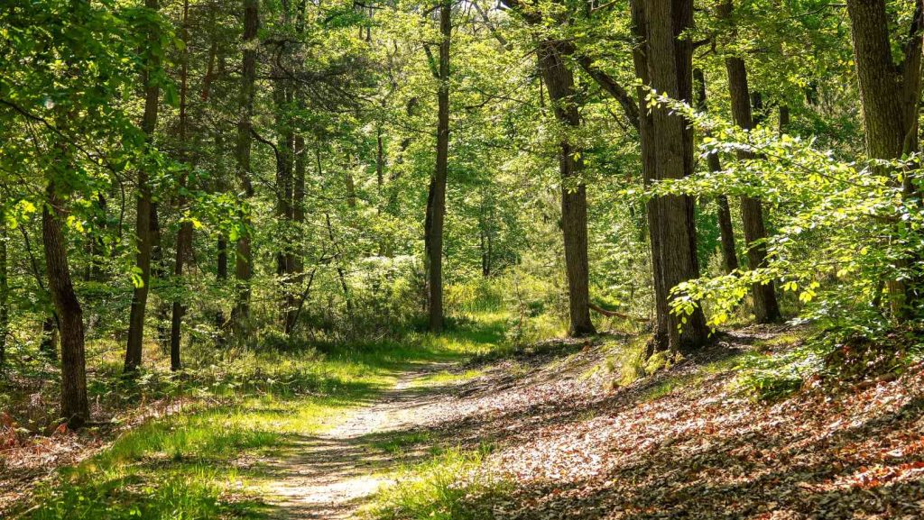 Association : États sauvages achète des forêts pour ne plus y toucher