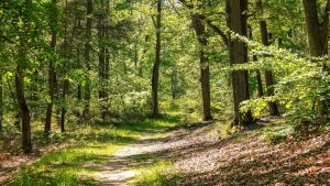 Une forêt