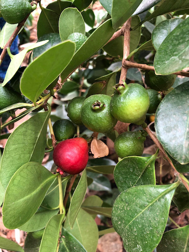 Fruits exotiques dans le Var