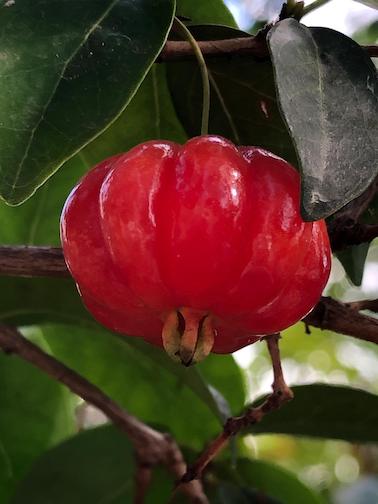 Fruits exotiques dans le Var