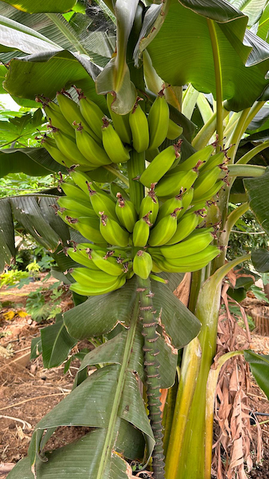 Fruits exotiques dans le Var