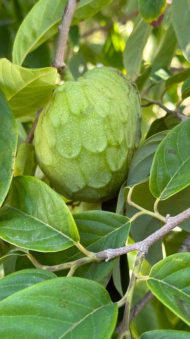 Fruits exotiques dans le Var
