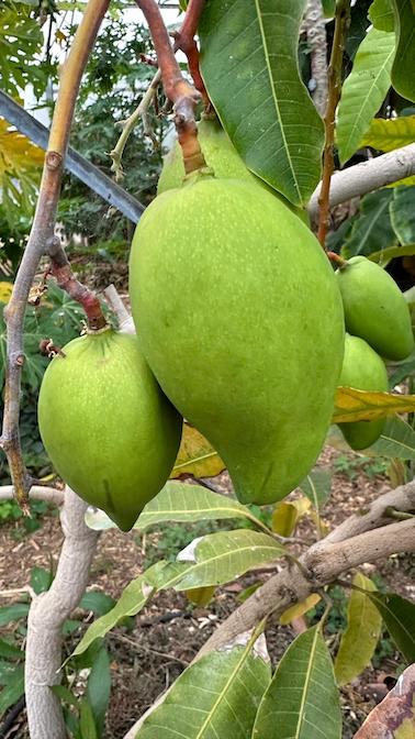 Fruits exotiques dans le Var