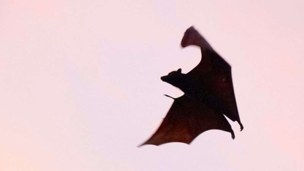 Biodiversité : les chauves-souris, des super-héroïnes de la vigne