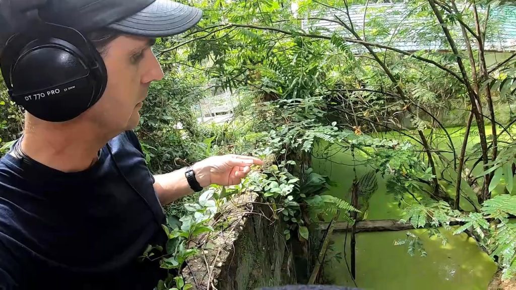 Dans la jungle de Bornéo avec Chanee : les crocodiles mangeurs d’hommes