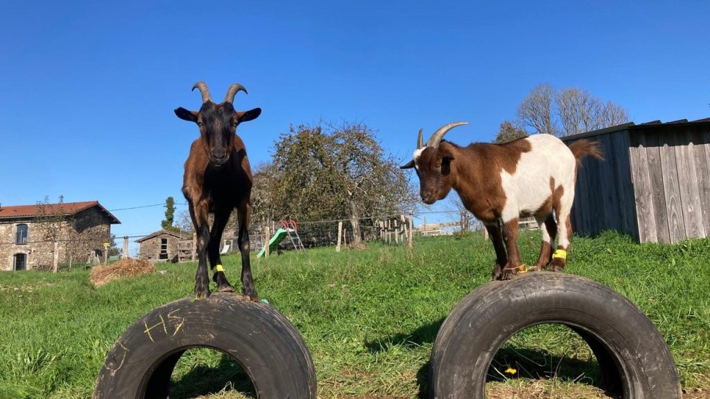 Charente : les animaux de l’Autre Ferme cherchent des parrains et des marraines