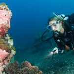 A Marseille, un club de plongée forme les personnes en situation de handicap