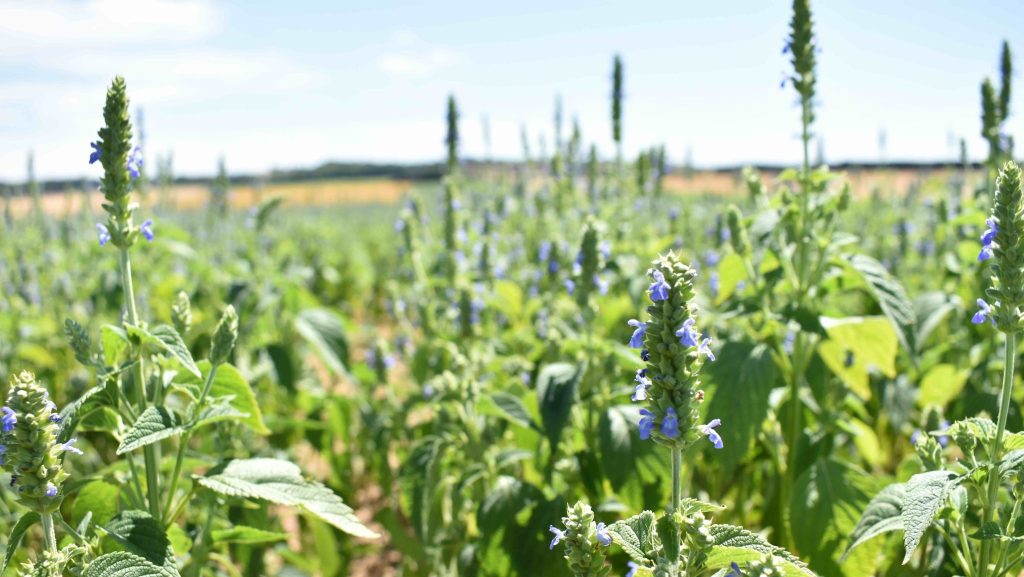 Frédéric Poujaud vante la chia, bio, pour ses valeurs nutritionnelles