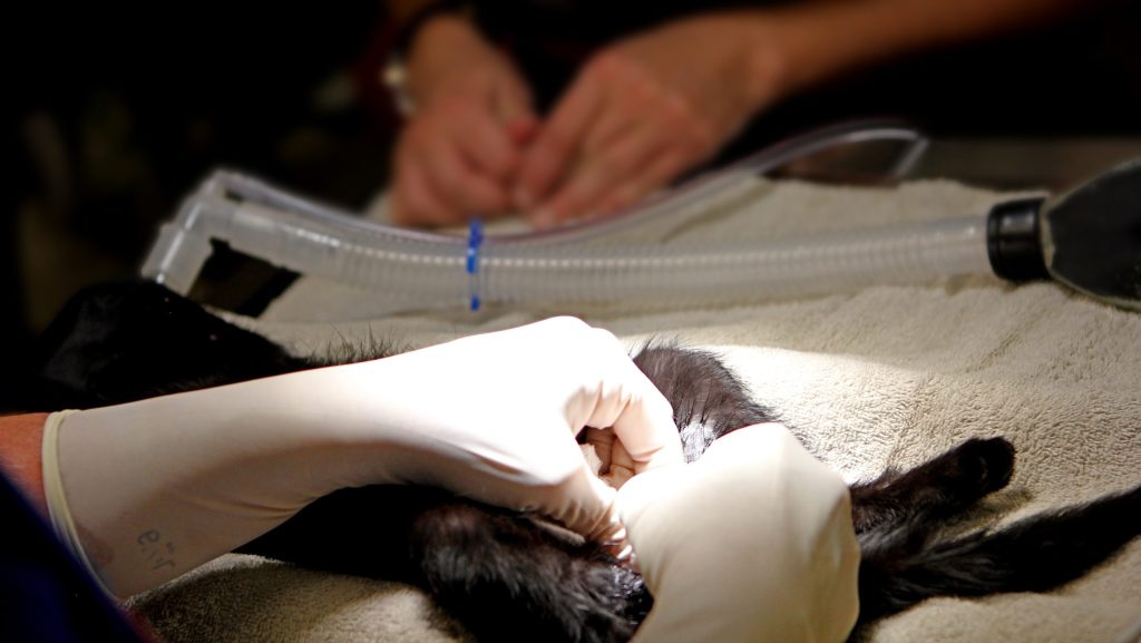 Strasbourg : une nuit aux côtés des vétérinaires des urgences