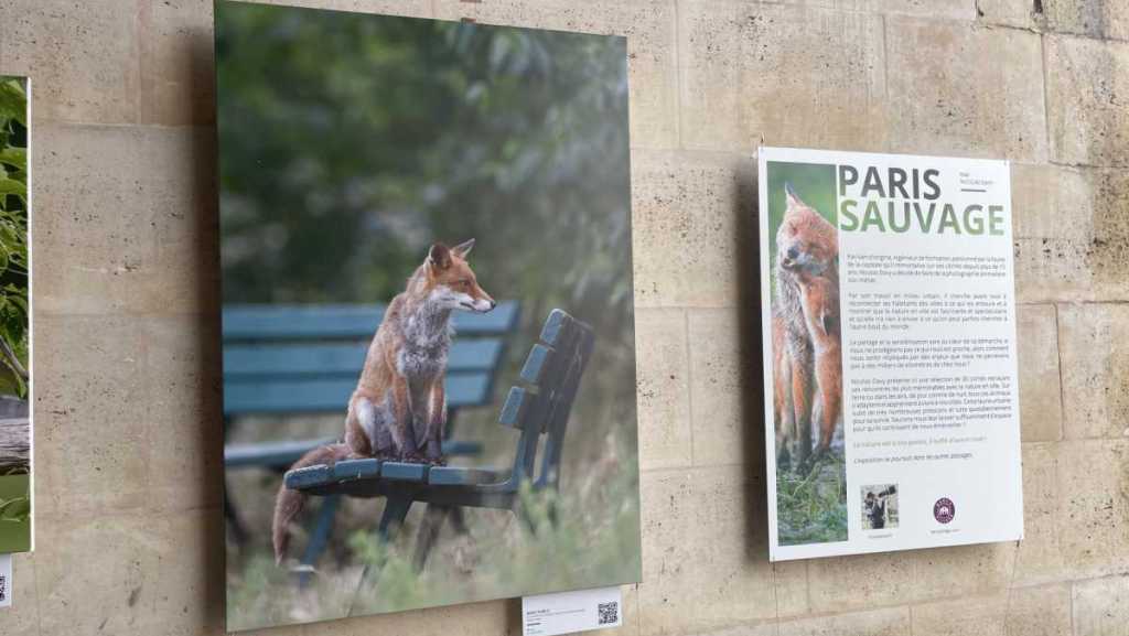 Exposition “Paris Sauvage” : la biodiversité discrète de la capitale