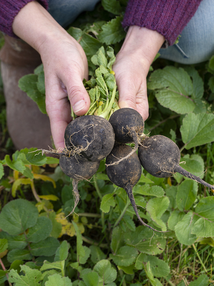 potager au mois de janvier