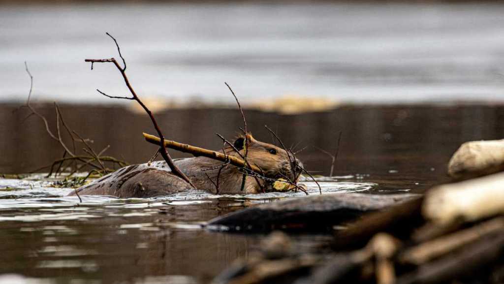 Faune : pourquoi la présence des castors favorise la biodiversité ?