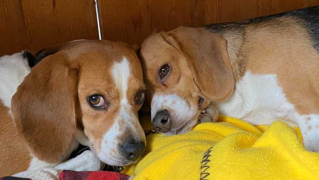 Bourgogne : elle libère des beagles élevés en laboratoire  