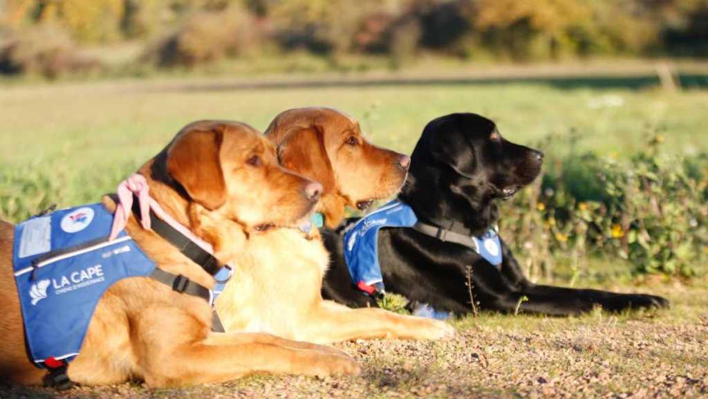 Des chiens formés pour aider les personnes en état de stress post-traumatique 