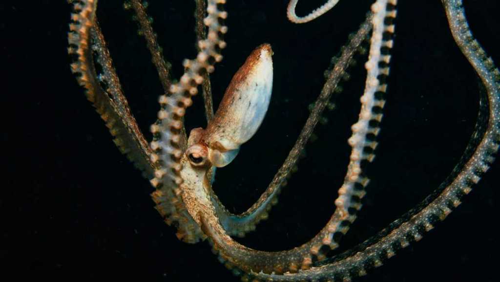 pieuvre, tentacules levées