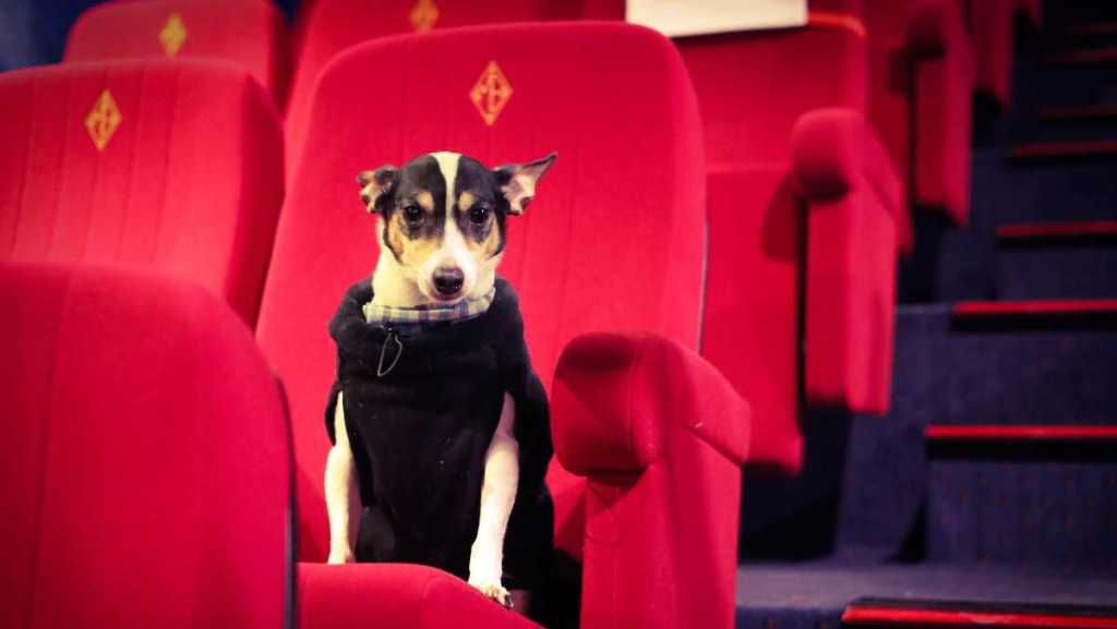 Cinéma : le Majestic Bastille propose de partager une séance avec son chien