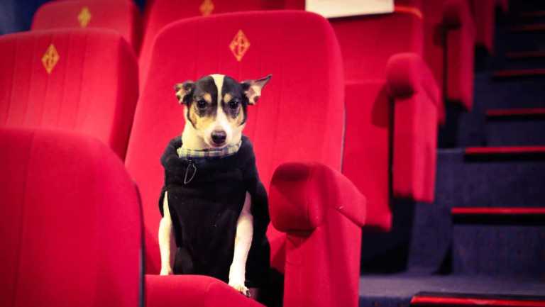 Paris : Partager une séance ciné avec son chien au Majestic Bastille