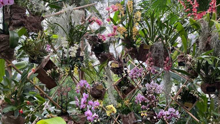 Paris : Tout savoir sur les orchidées grâce à l’exposition 1001 orchidées