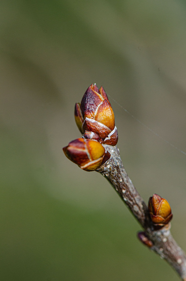 bourgeon de lilas